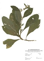 藏品(地膽草)的圖片
